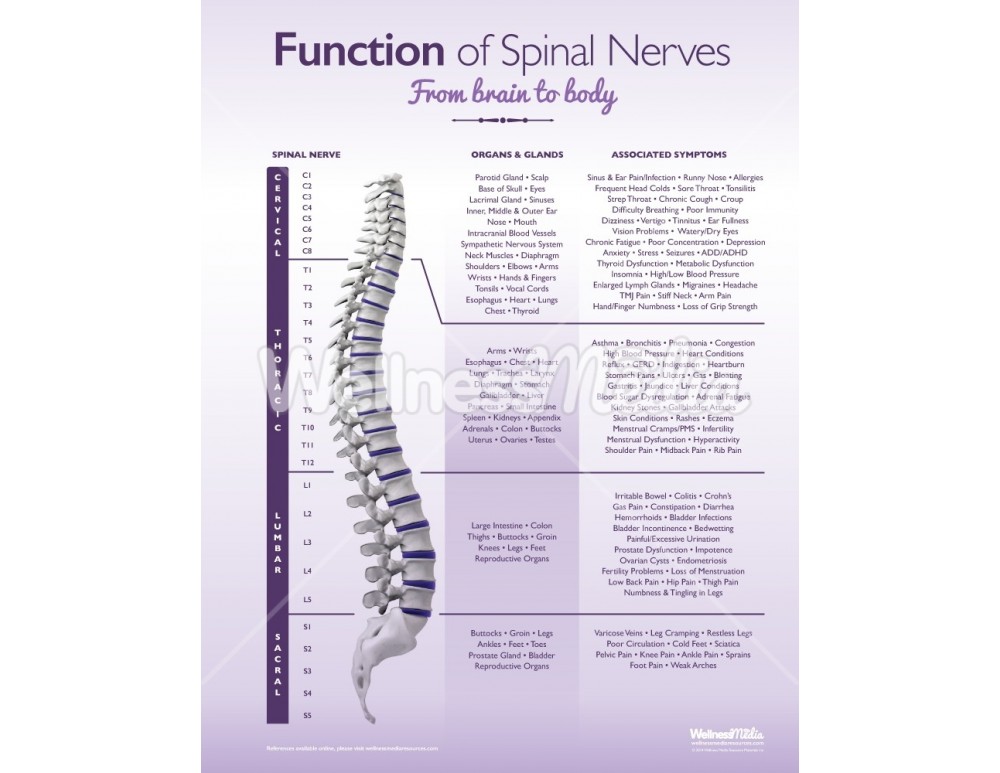 spinal nerves