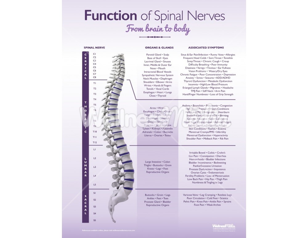 Chiropractic Spinal Nerve Handout