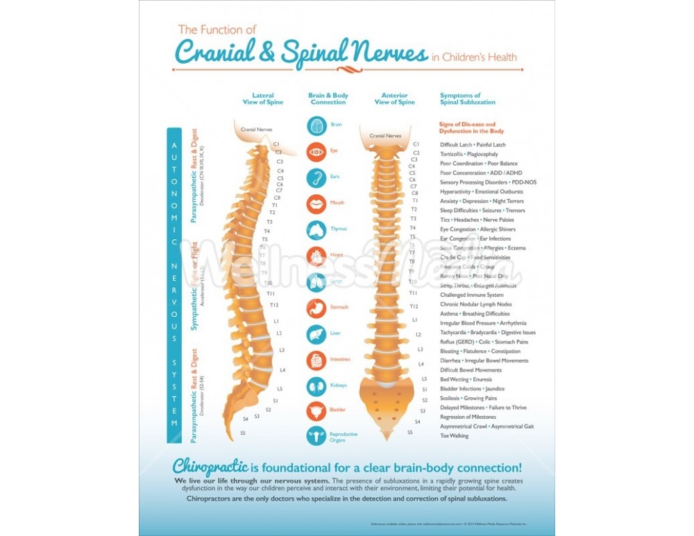 Chiropractic Kids Spinal Nerve Handout