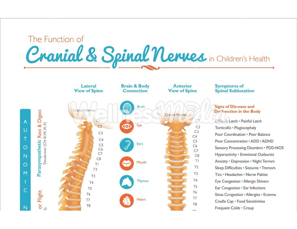 Chiropractic Kids Spinal Nerve Handout