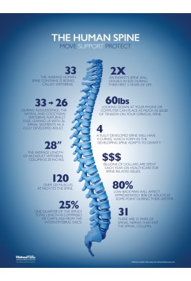 The Human Spine Poster - Blue