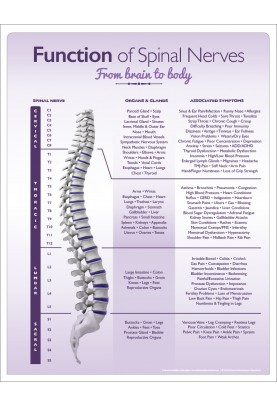 Chiropractic Spinal Nerve Handout