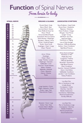 Function of Spinal Nerves Poster 
